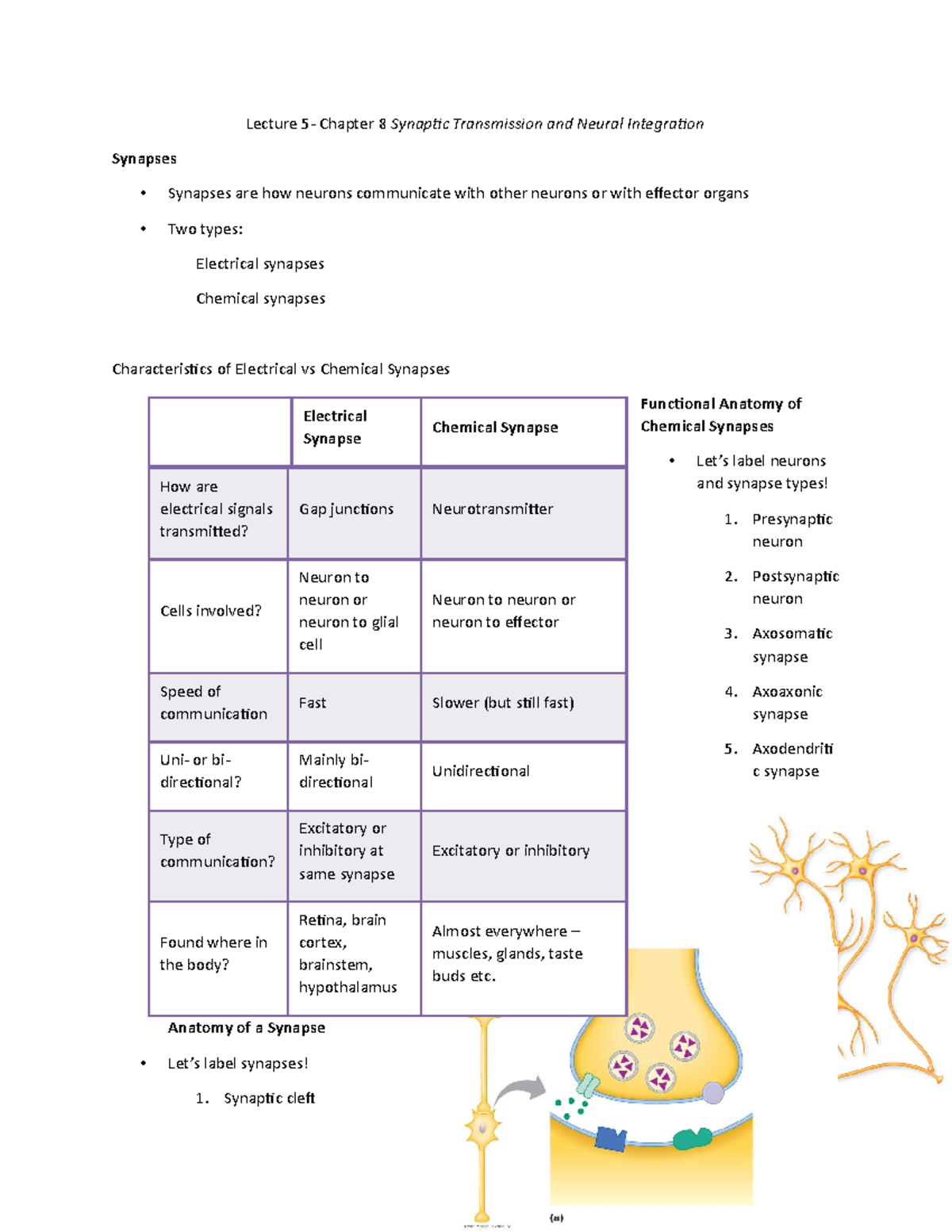 Lecture 5 Synaptic Transmission and Neural Integration - Lecture 5 ...
