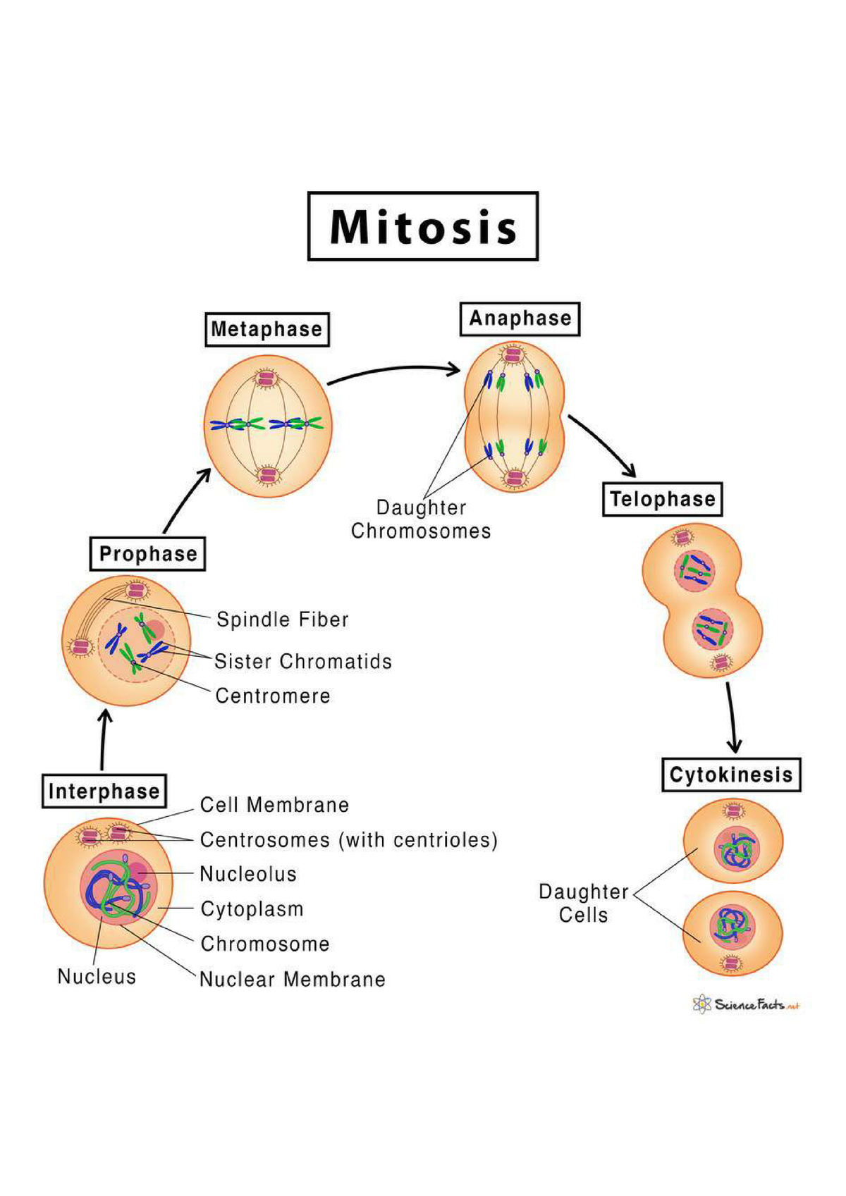 Cell Division, X - Linked Inheritance & Chromosomal Abnormalities 