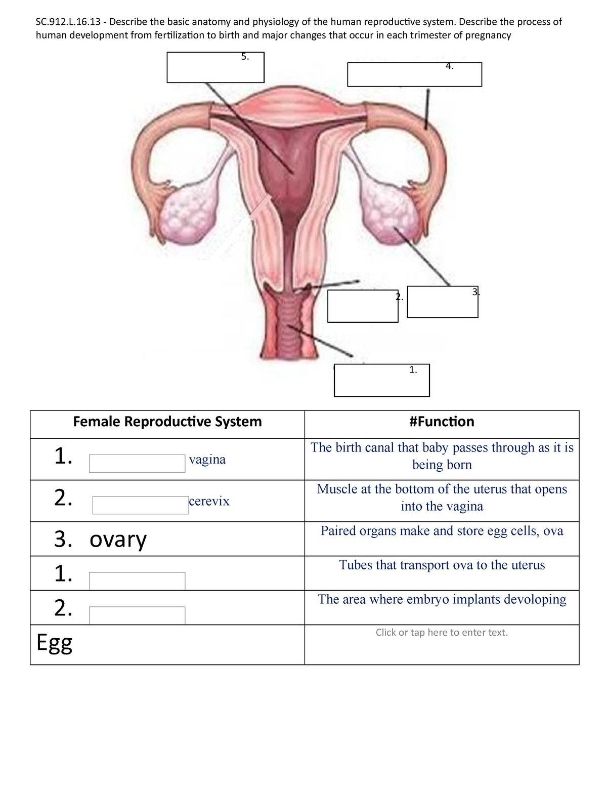 Female Reproductive System Kb SC L Describe The Basic Anatomy And Physiology Of The
