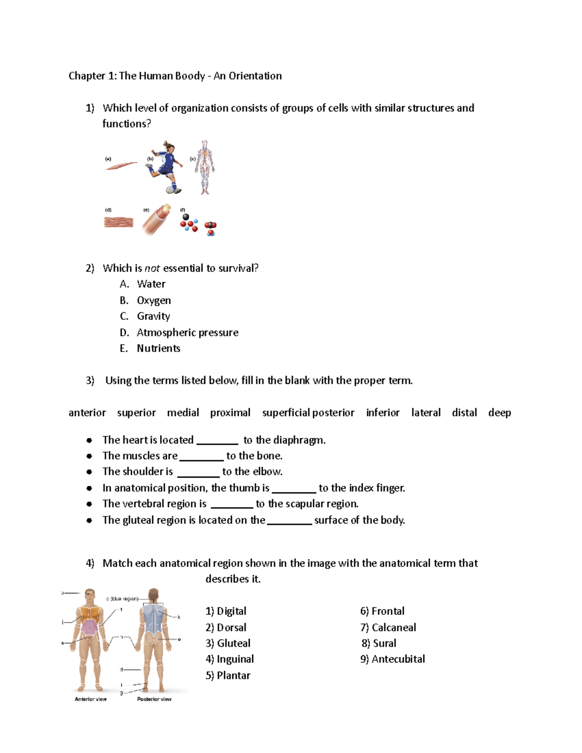 Exam 1 Test Bank - Practice - Chapter 1: The Human Boody - An ...