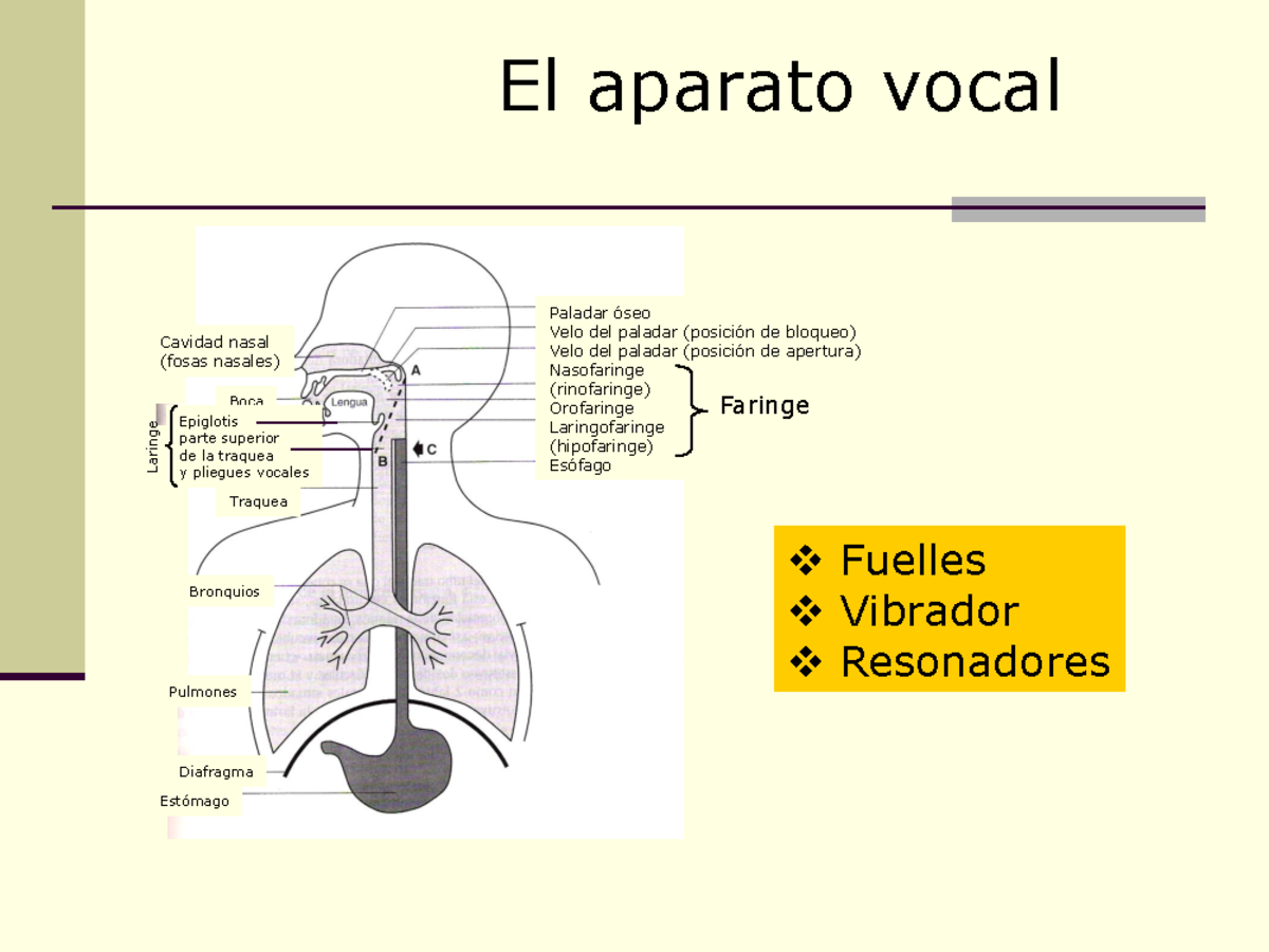 Apuntes El aparato vocal - El aparato vocal Laringe Cavidad nasal