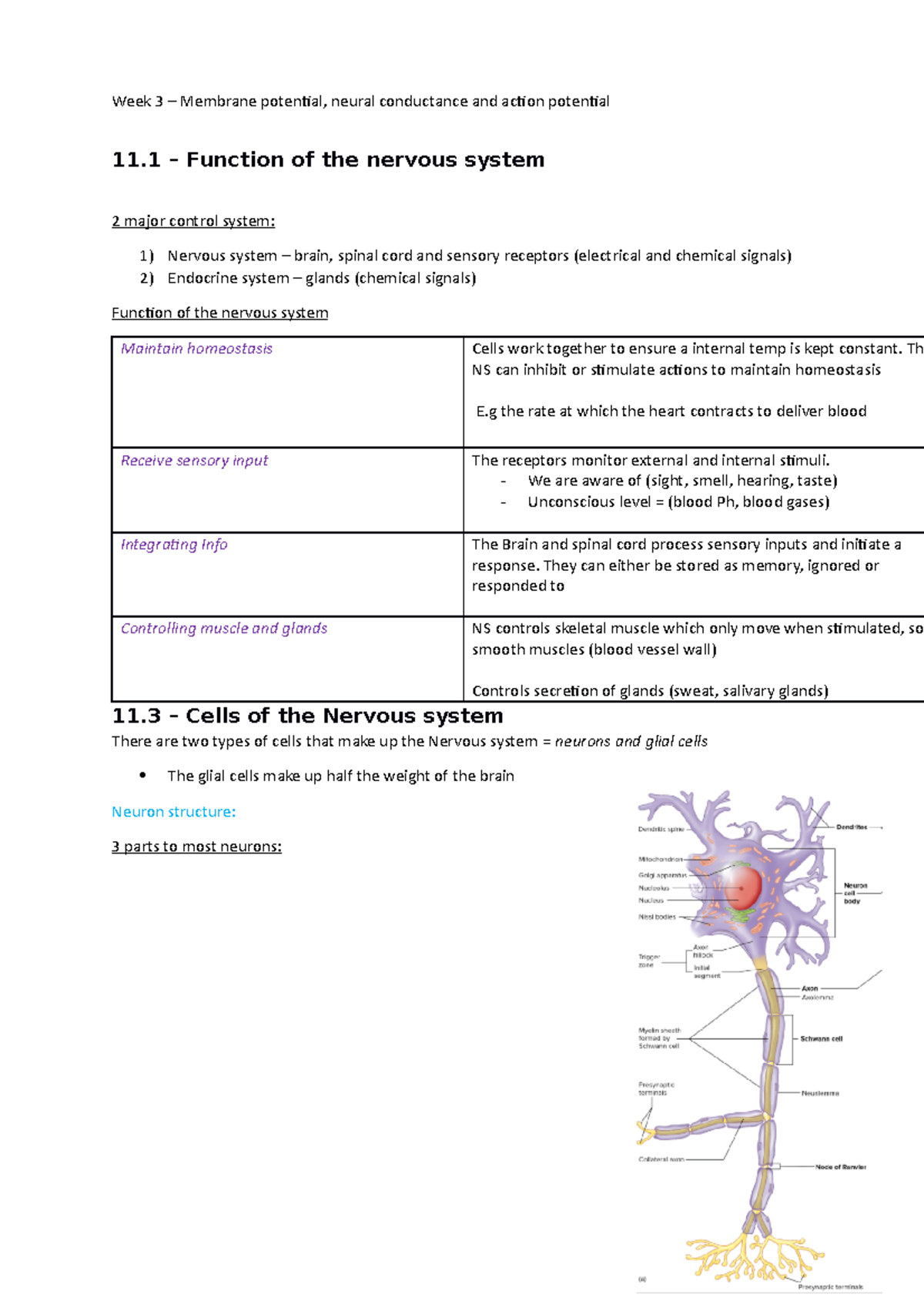 L3 - Neurons, Action potential - 11 – Function of the nervous system 2 ...