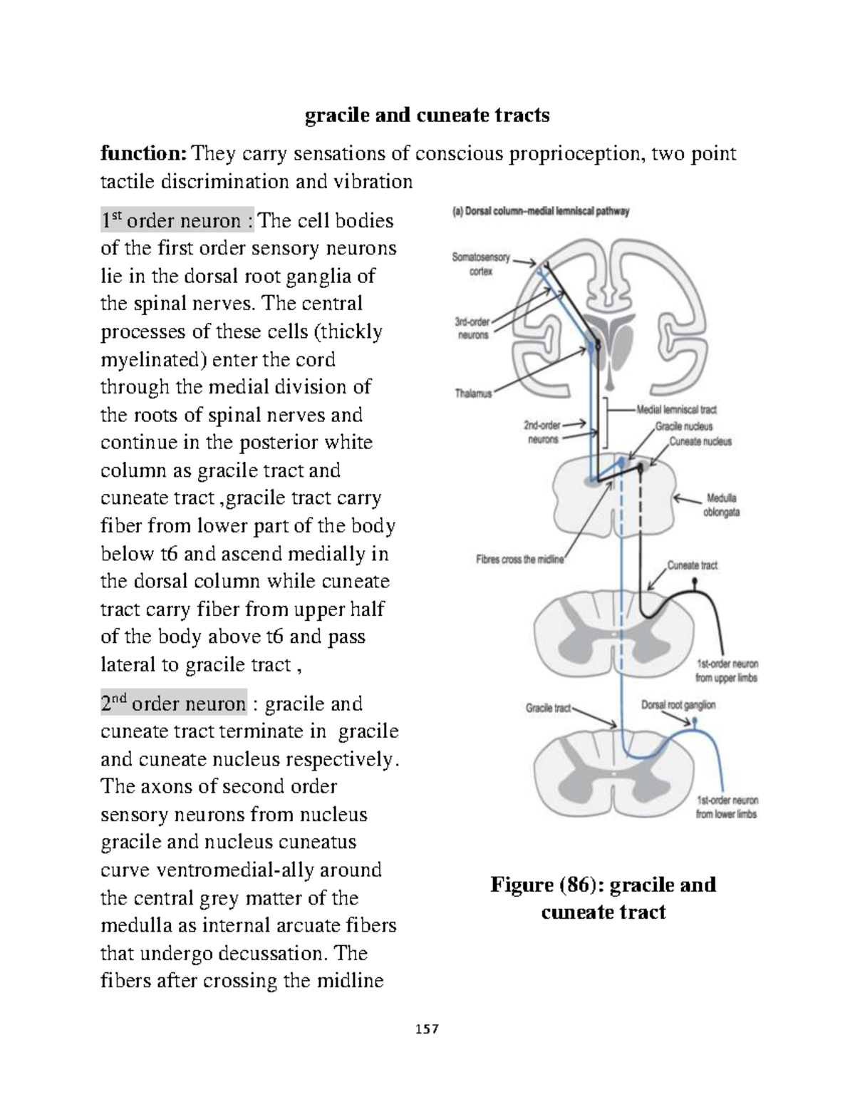 NEU anatomy-gracile and cuneate tracts - 157 gracile and cuneate tracts ...