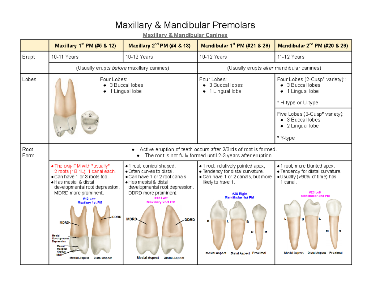 Maxillary & Mandibular Premolars - Google Docs - Maxillary & Mandibular ...