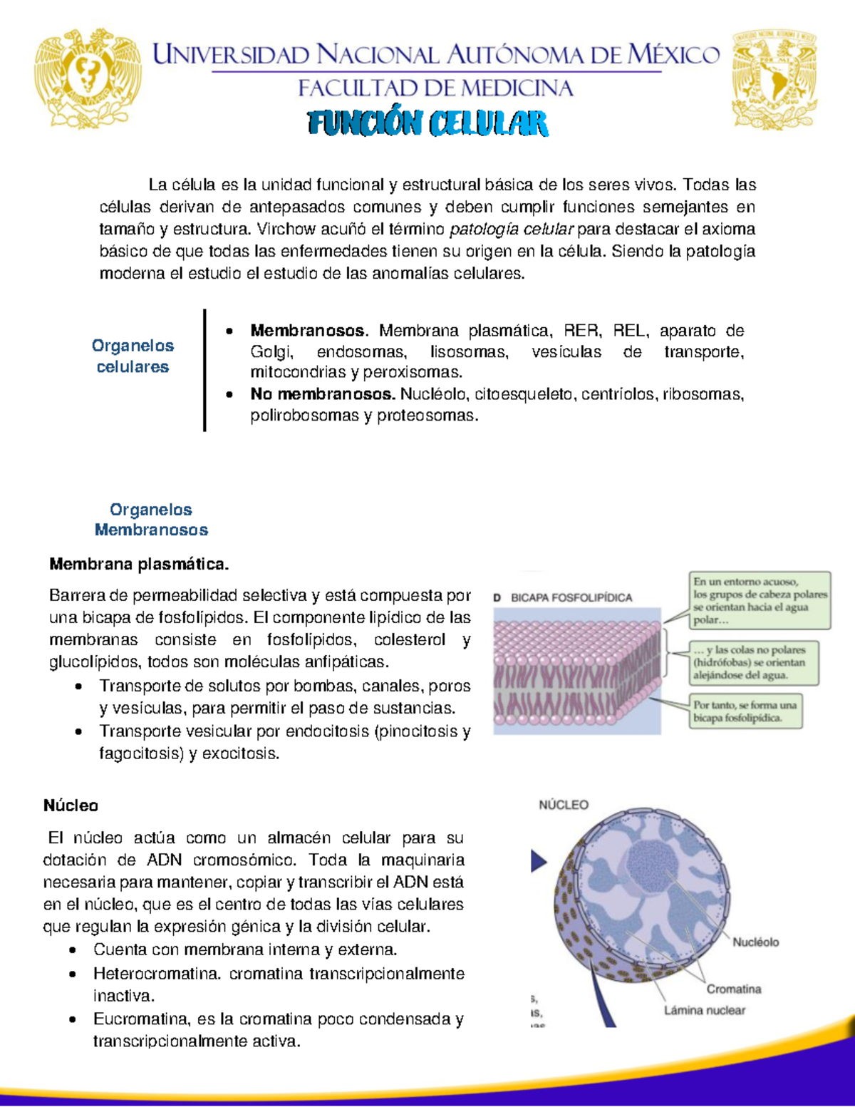 Función Celular / Organelos Y Componentes Celulares - Anatomía ...