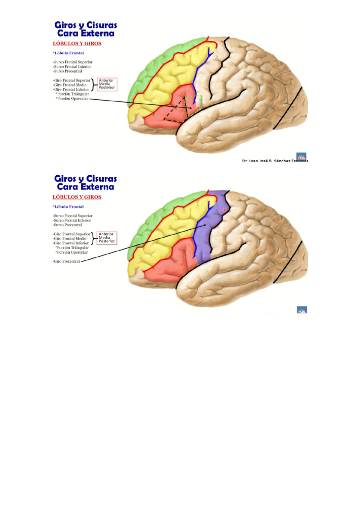 CARA Dorsolateral - HEMISFERIOS Y SURCOS CEREBRALES - ANATOMÍA HUMANA ...