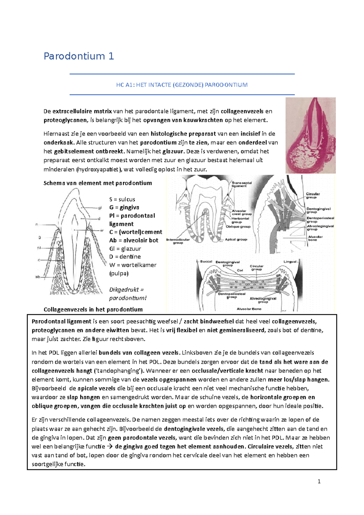 Parodontium Hc A Hiernaast Zie Je Een Voorbeeld Van Een