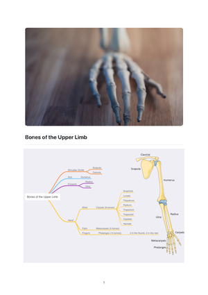 Upper Limb - Summary Anatomy 1 - Upper Limb Arteries of the Upper Limb ...