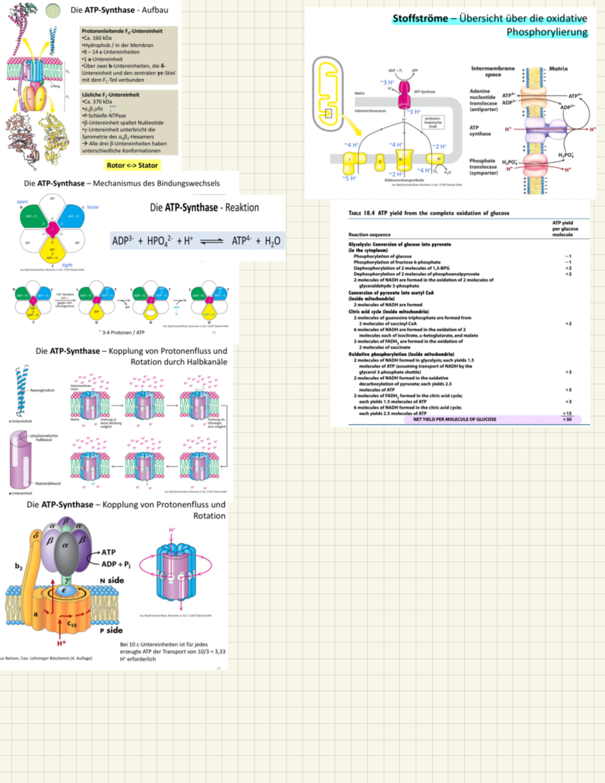 ATP Synthase Biochemie Grundlagen der Biochemie Studocu