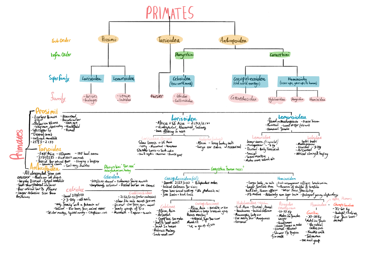 Bio maps to print Part5 - Some mind maps i made in preperation for the ...