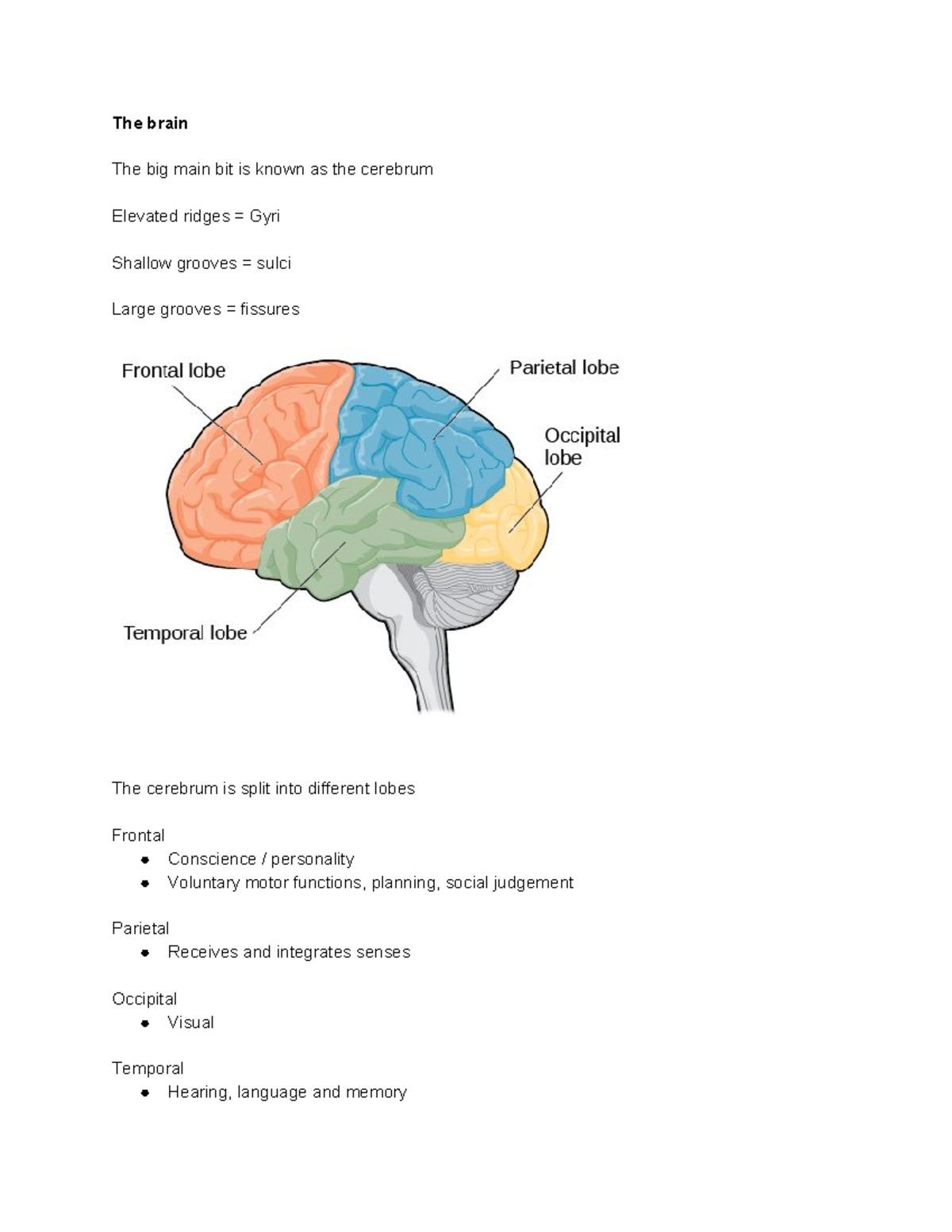 Brain lecture notes - The brain The big main bit is known as the ...