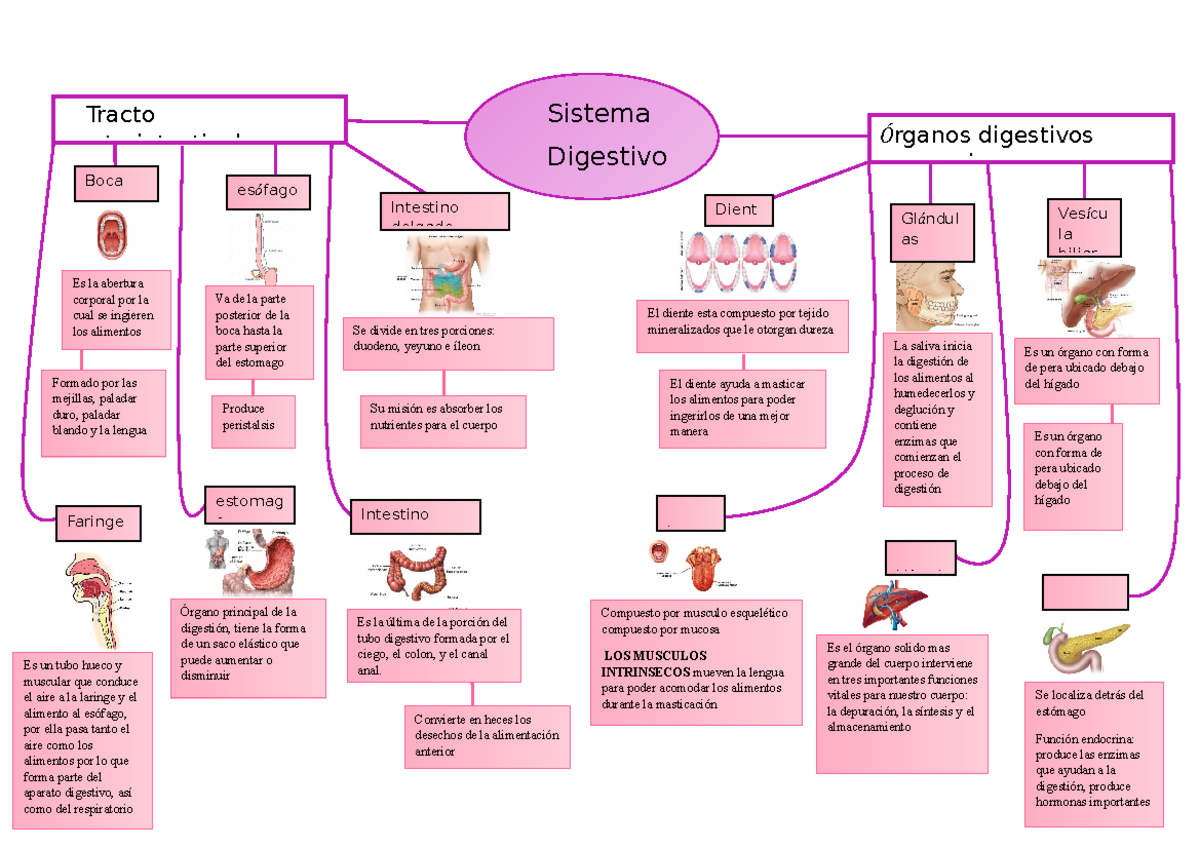 Mapa Conceptual Del Sistema Digestivo 1643
