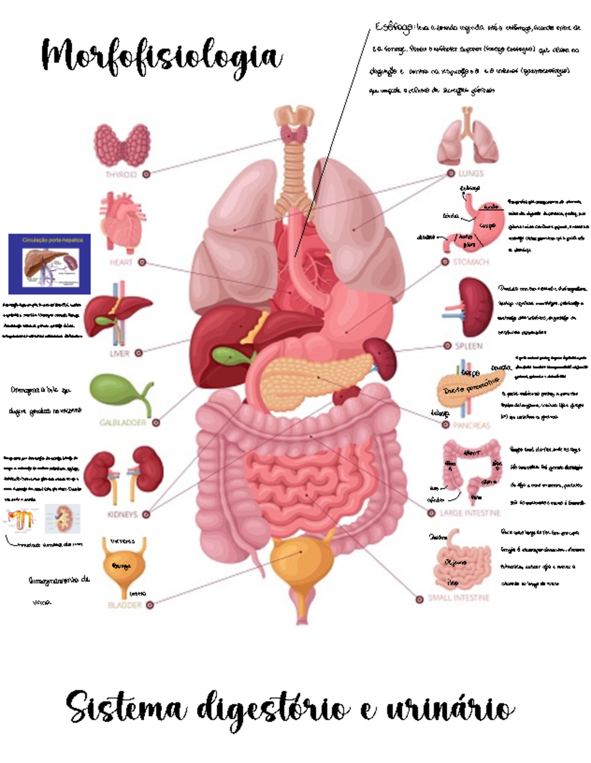 Morfofisiologia sistema urinário e digestório - Morfofisiologia Sistema ...