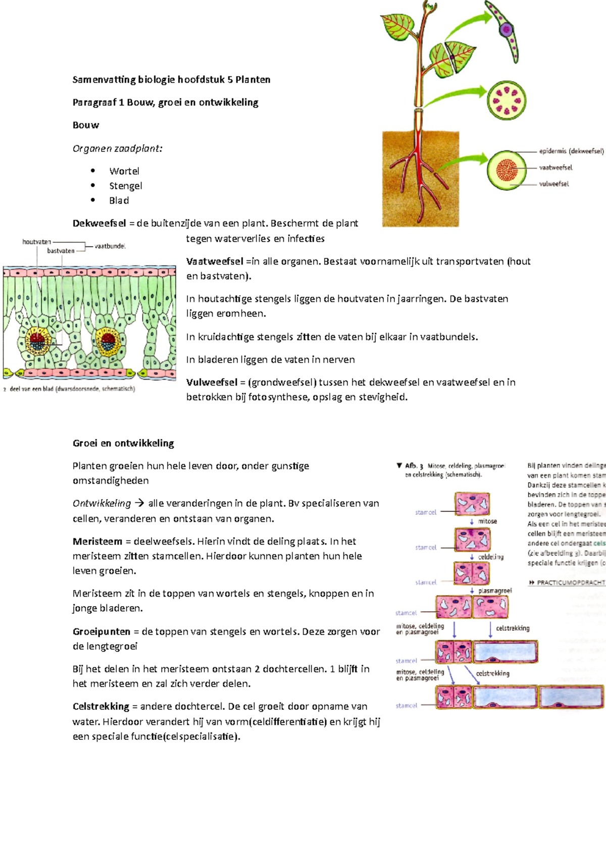 Biologie Samenvatting Hoofdstuk 5 Planten - Samenvatting Biologie ...