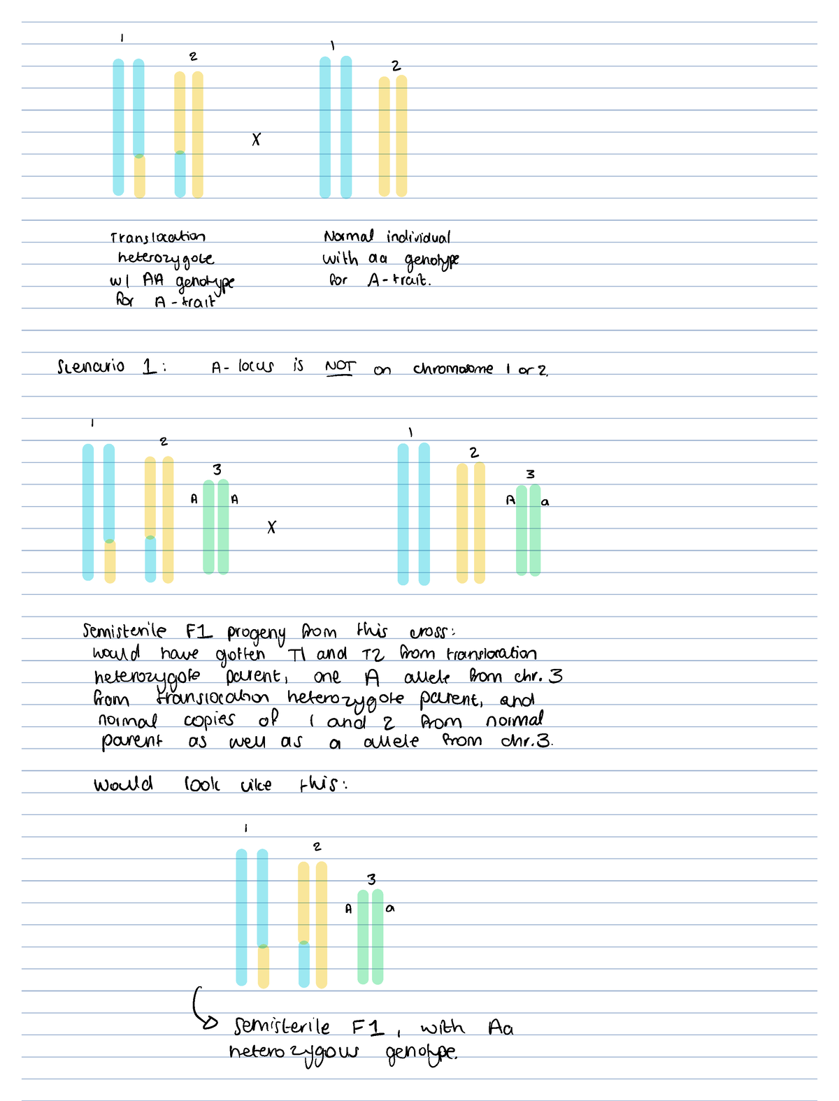 Translocation Heterozygote I L Z Z Translocation Normal Individual   Thumb 1200 1575 