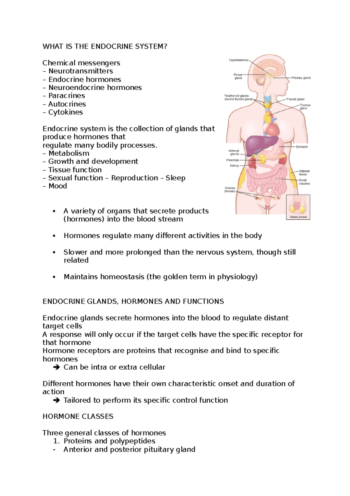 Endocrine Physiology Notes 2021 - WHAT IS THE ENDOCRINE SYSTEM ...