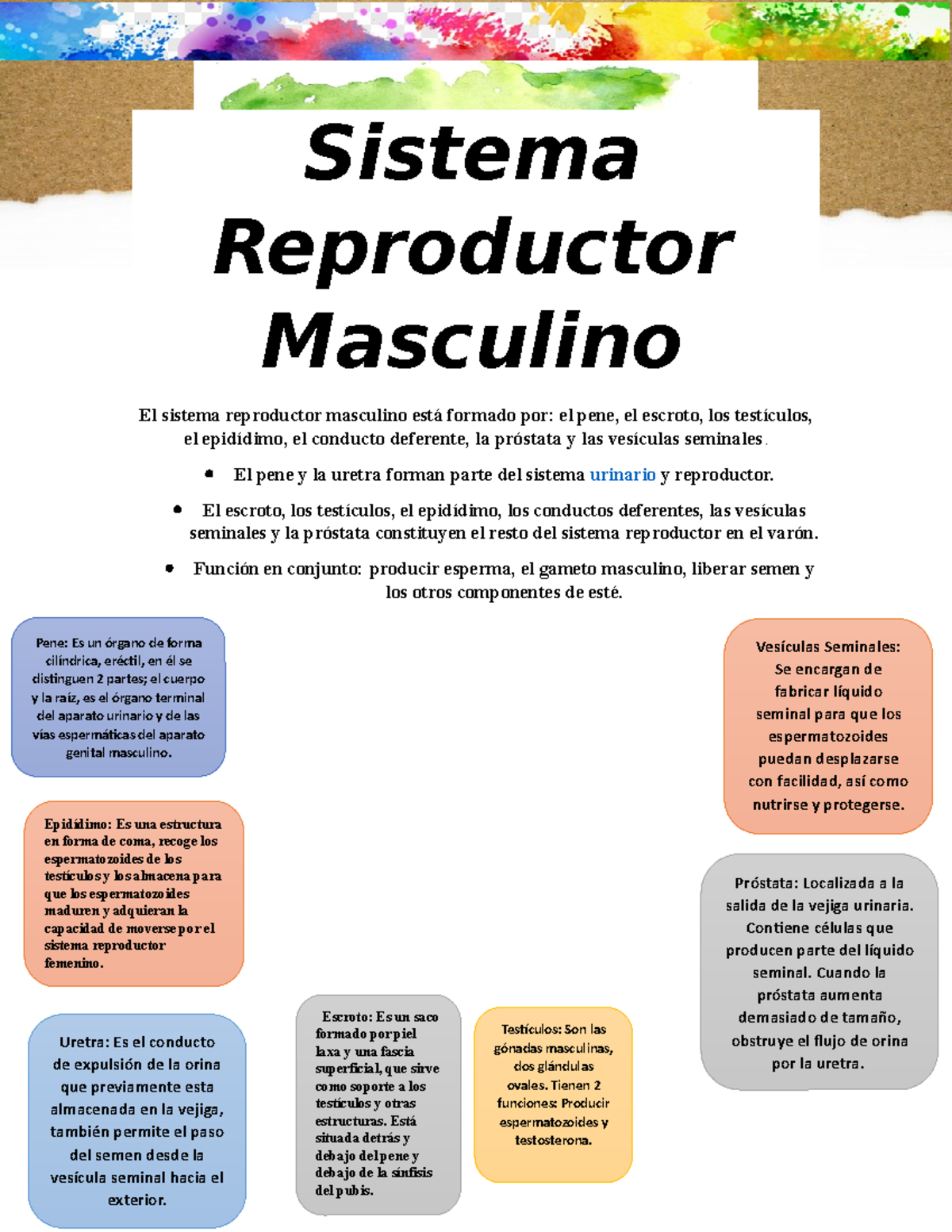 Infografía Sistema Masculino - Sistema Reproductor Masculino El Sistema ...