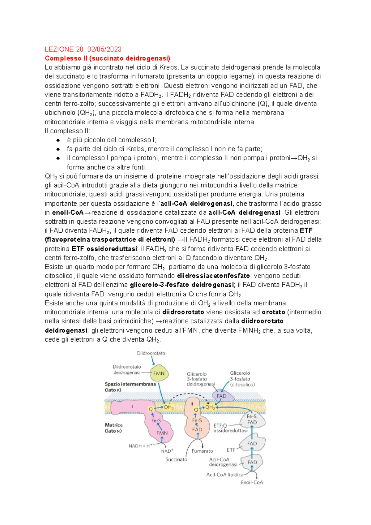 Biochimica prof Zara lezione 20 - LEZIONE 20 02/05/ Complesso II ...