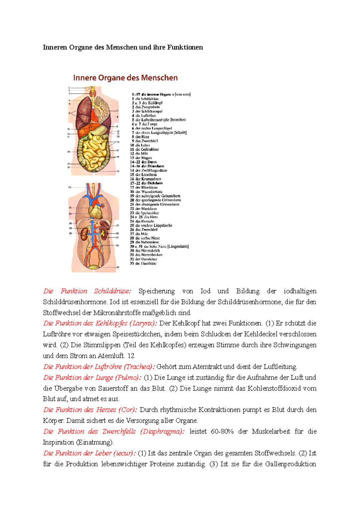 Organe Und Ihre Funktionen Anatomie - innere Organe und ihre Funktionen - Inneren Organe des