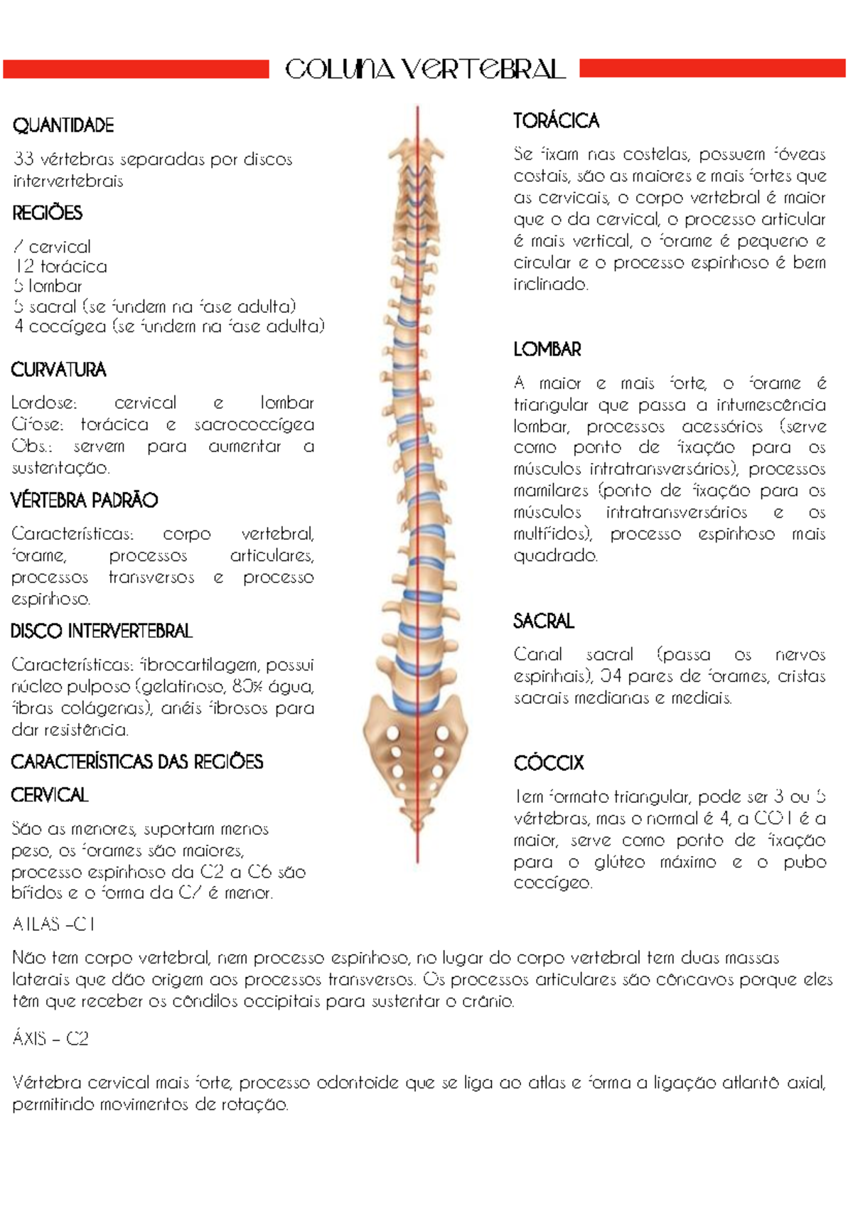 Coluna Vertebral - Resumo - COLUNA VERTEBRAL QUANTIDADE 33 vértebras ...