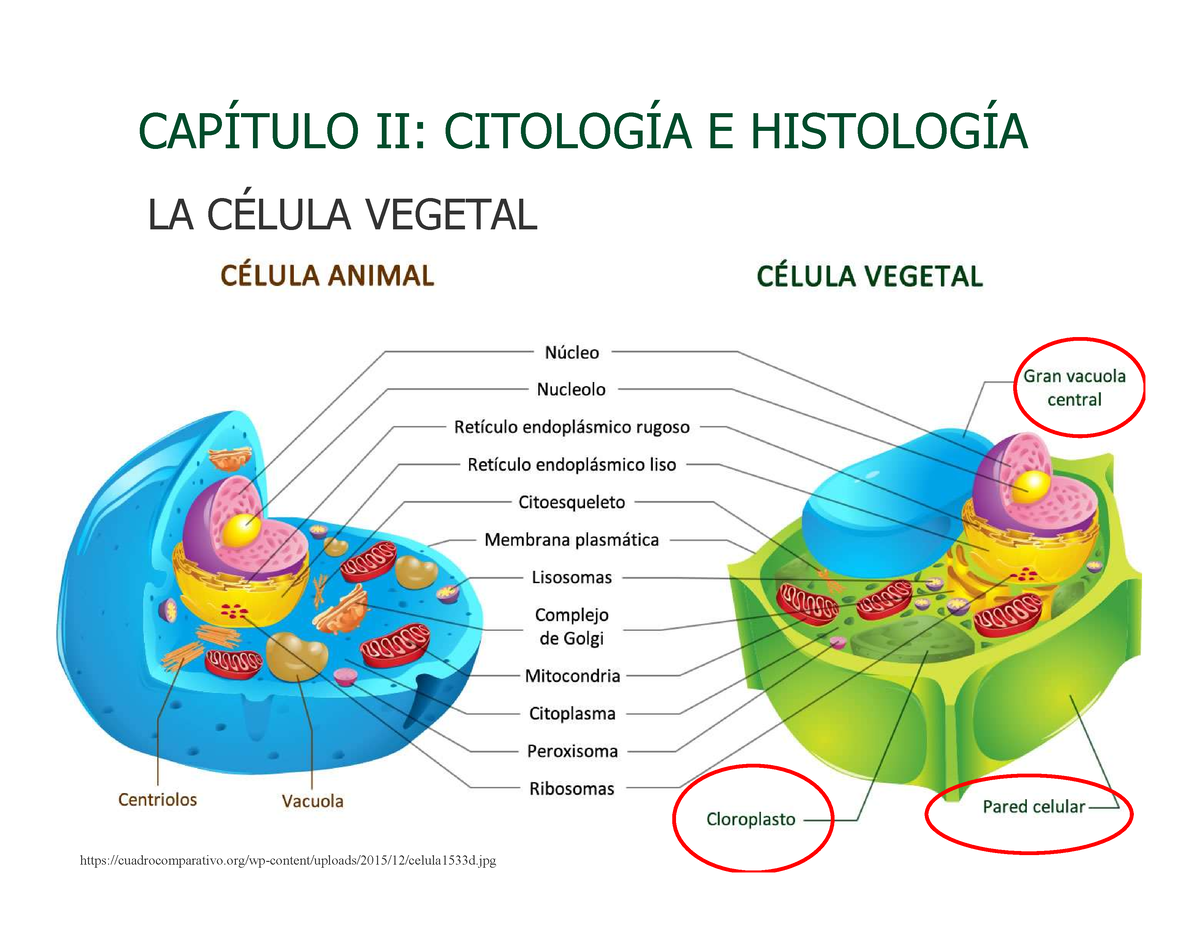 Cap. II Bo - 1. Citologia I - CAPÍTULO II: CITOLOGÍA E HISTOLOGÍA LA ...