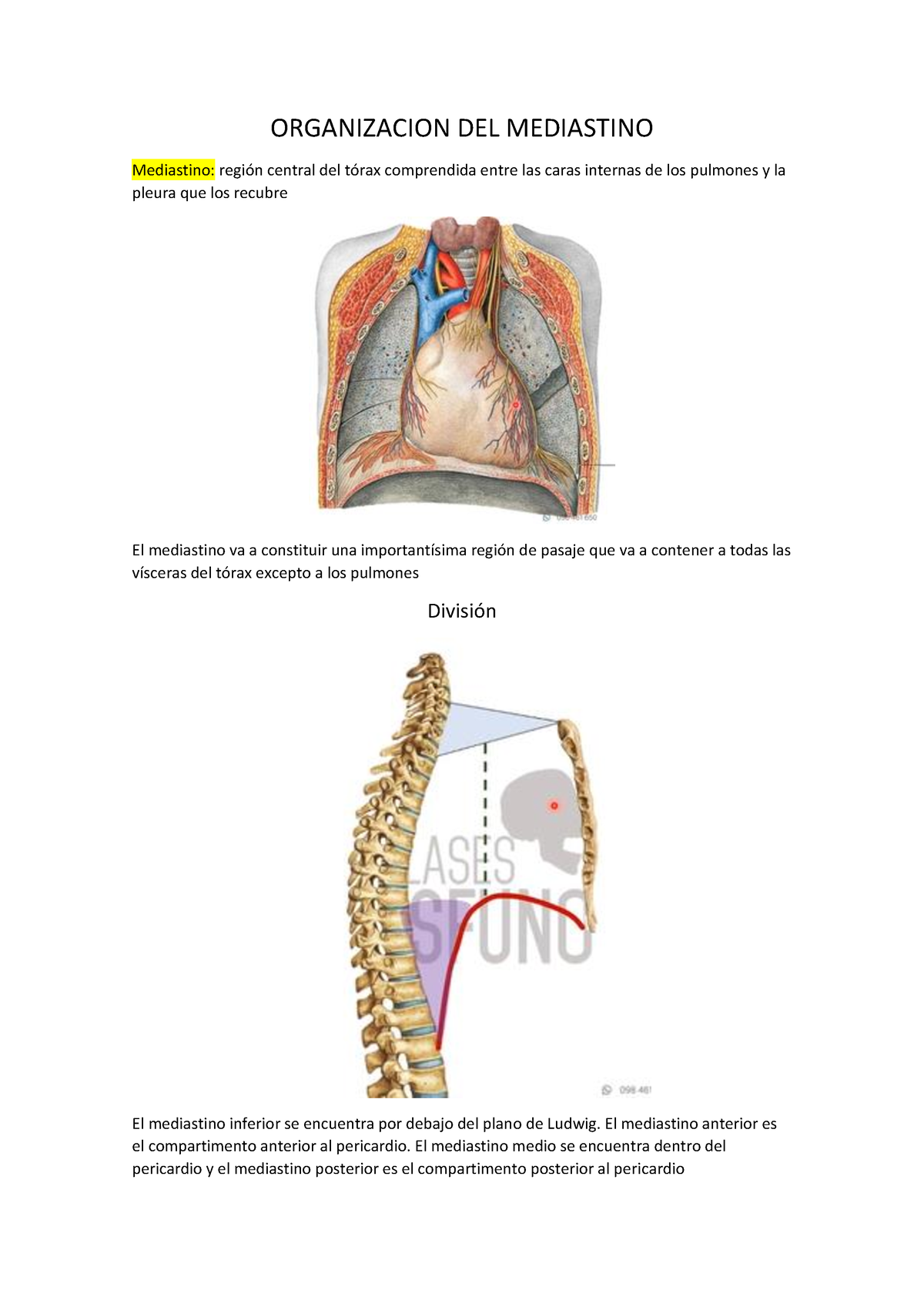 anatomia del mediastino anterior