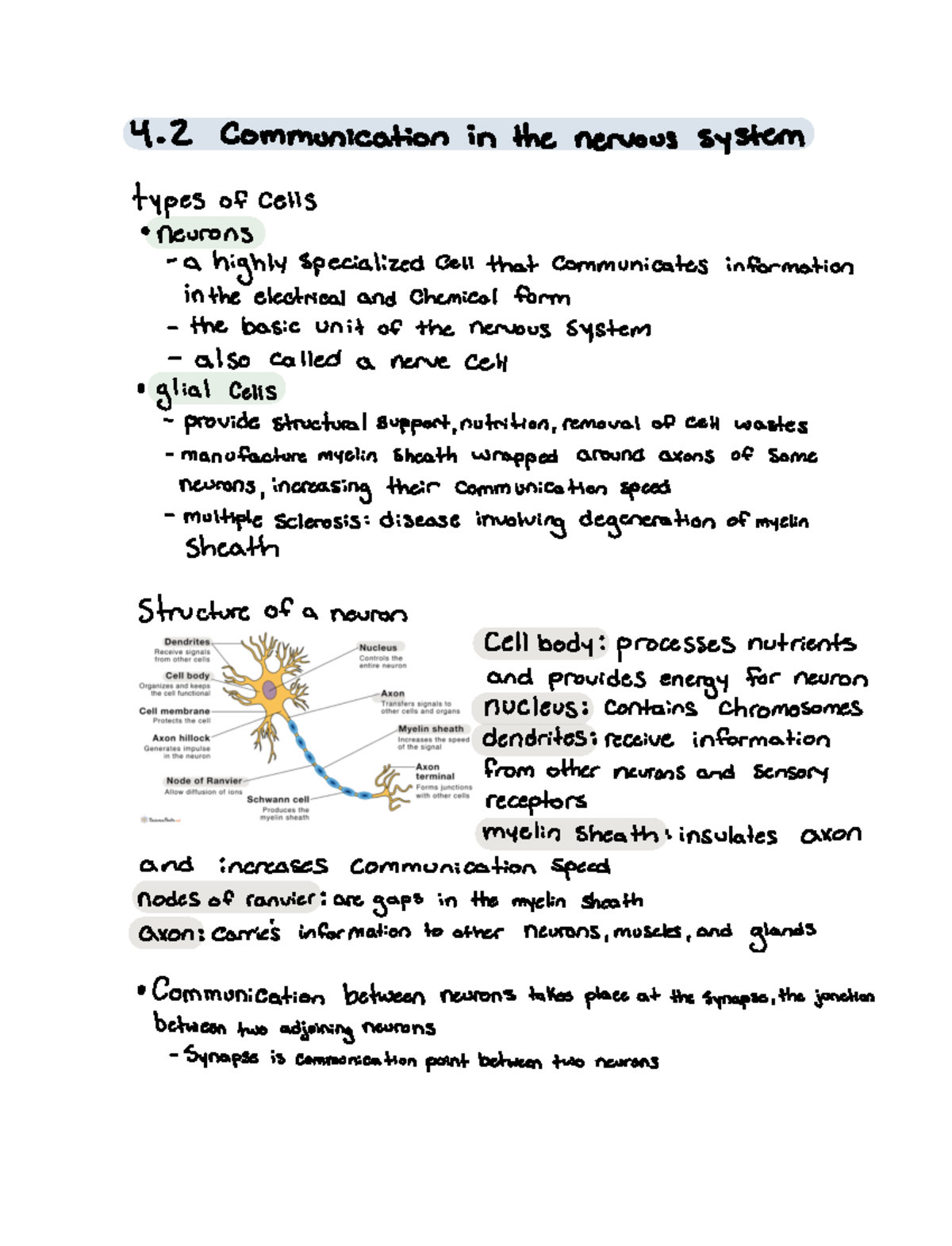 4.2 communication in the nervous system 42 Communication in the