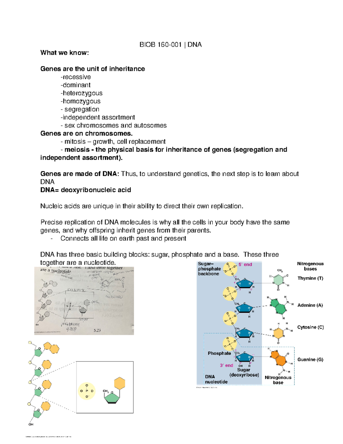 BIOB 160-001 DNA 10:30:19 - BIOB 160-001 | DNA What we know: Genes are ...