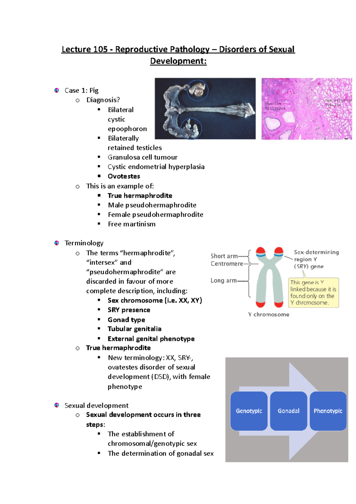 Lecture 105 - Reproductive Pathology – Disorders of Sexual Development ...