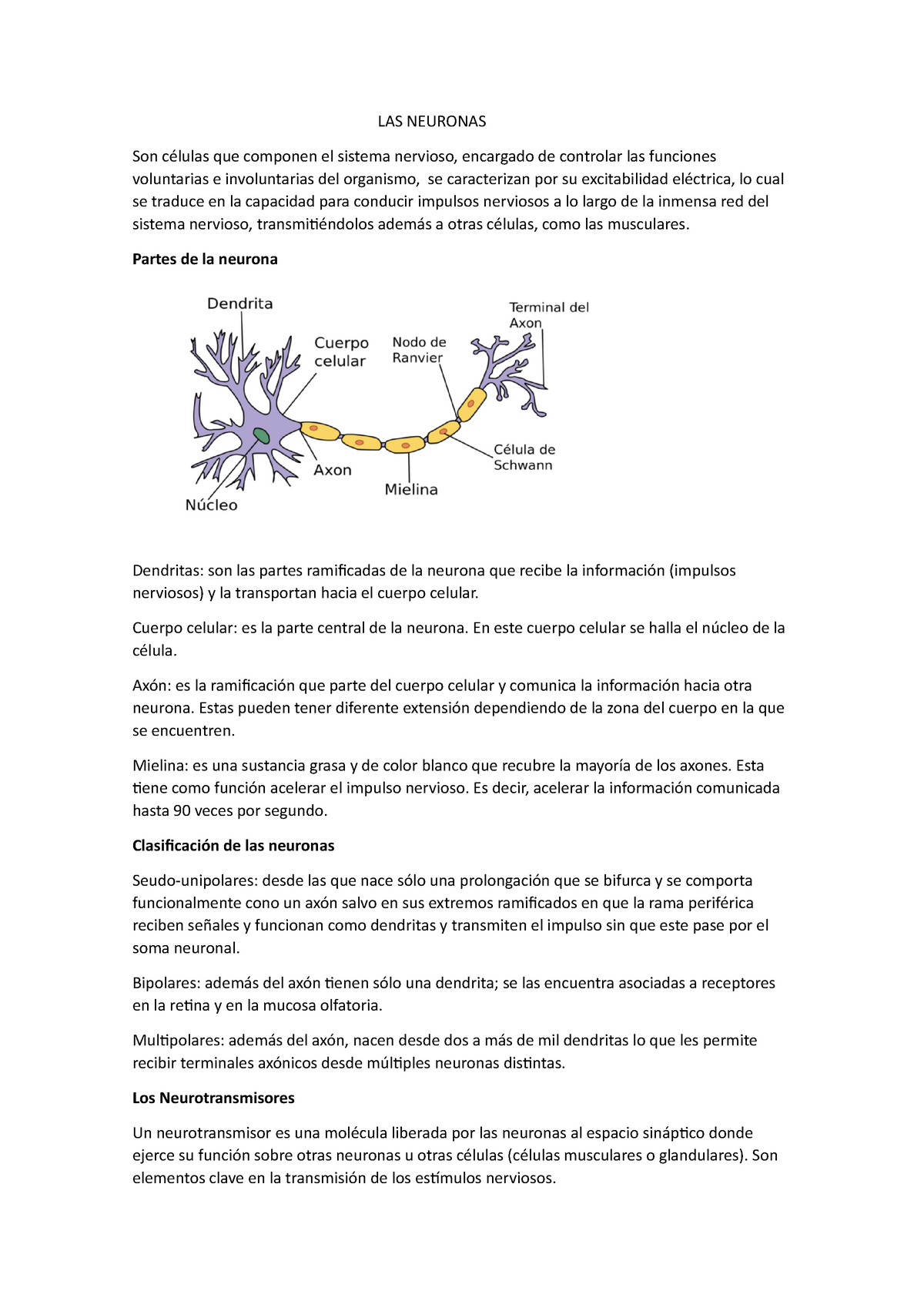 Ciencias Naturales En Secundaria Neuronas Y Sinapsis 4209