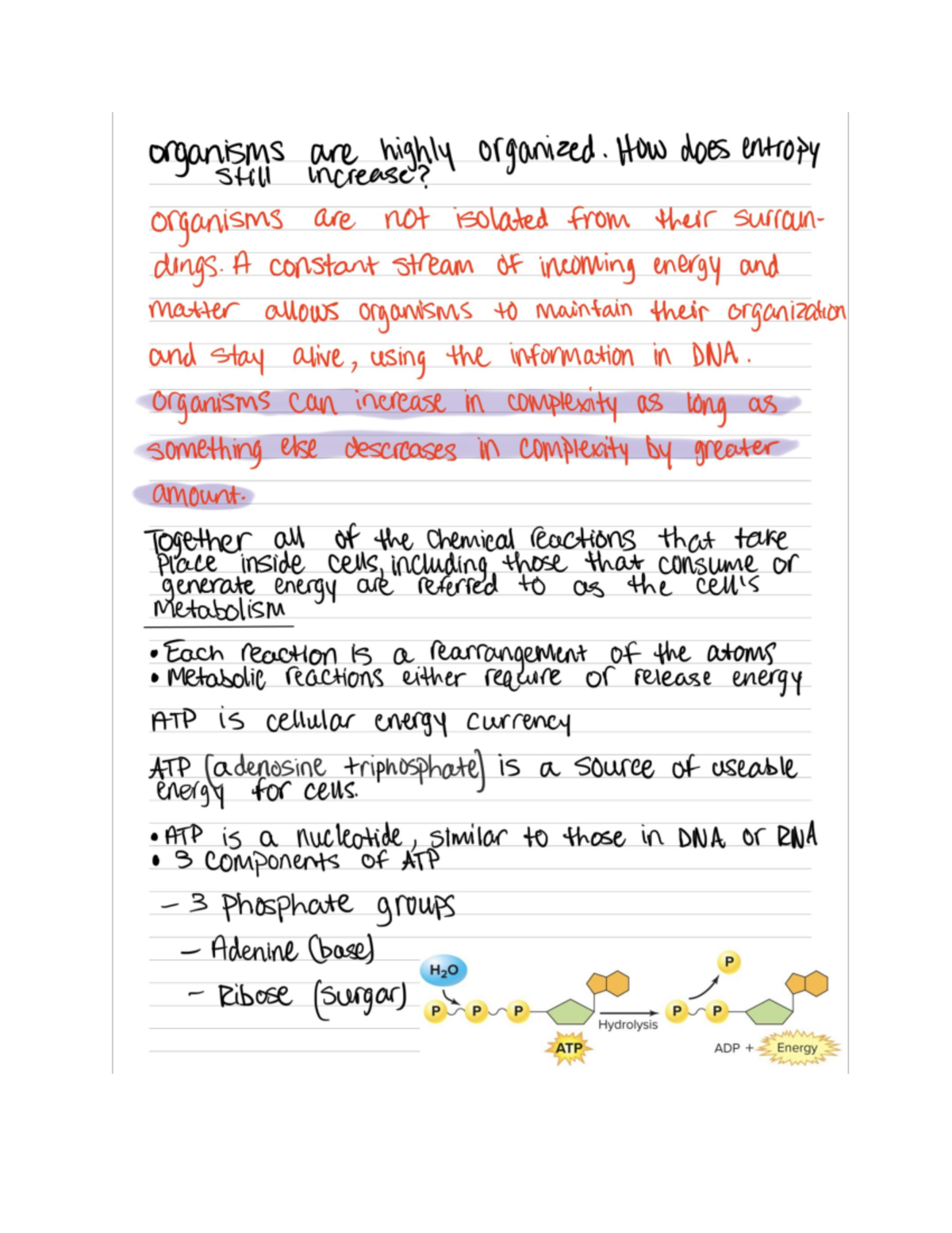 Bio 101 photosynthesis pt 2 101 Studocu
