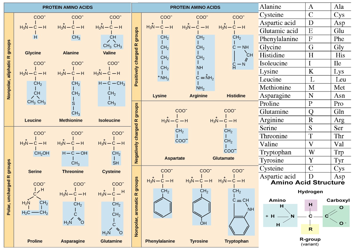 Poster - Aminozuren Compleet - Biochemie - Studeersnel