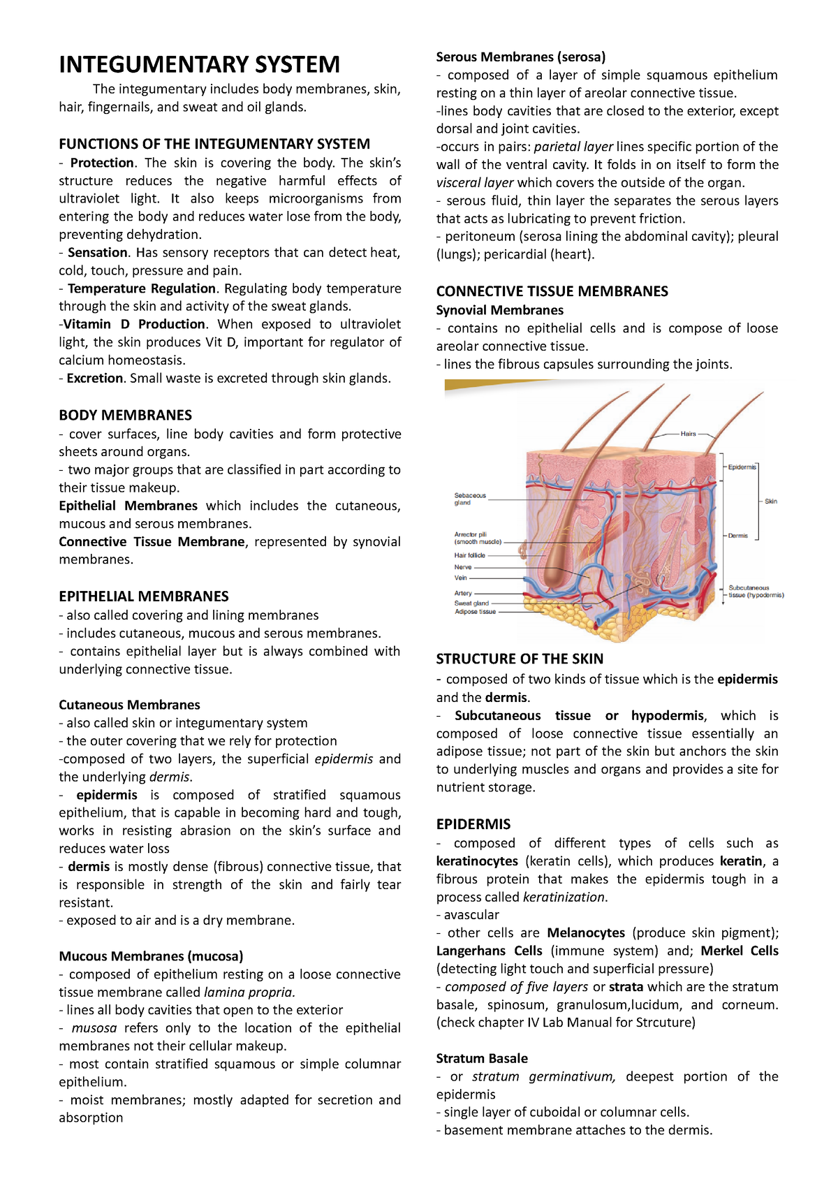 Integumentary System Chapter 4 - INTEGUMENTARY SYSTEM The integumentary ...