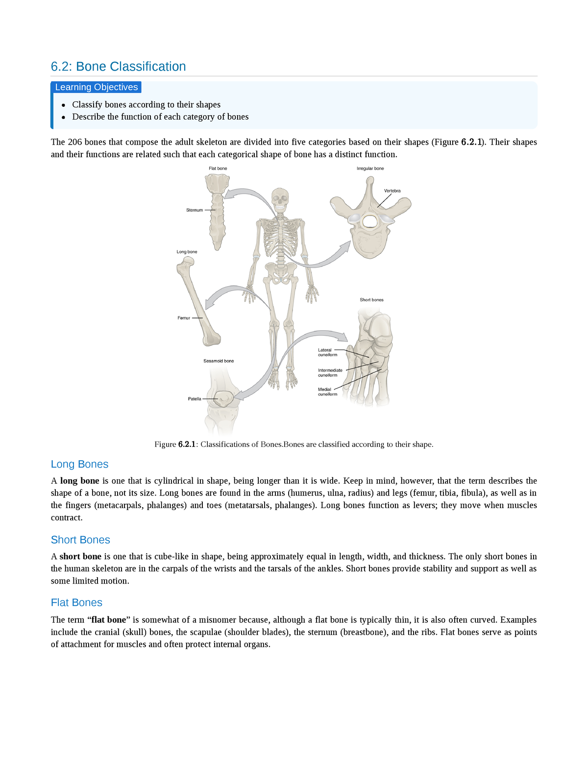 6-2-bone-classification-6-bone-classification-classify-bones