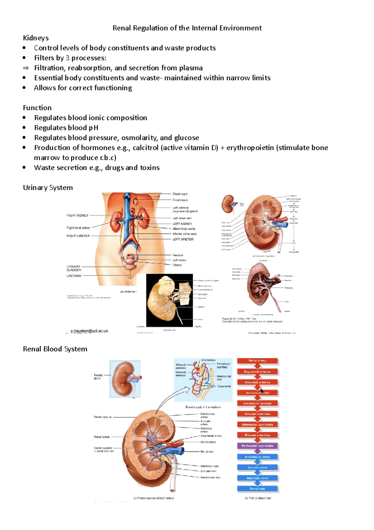 Renal Regulation of the Internal Environment - Renal Regulation of the ...