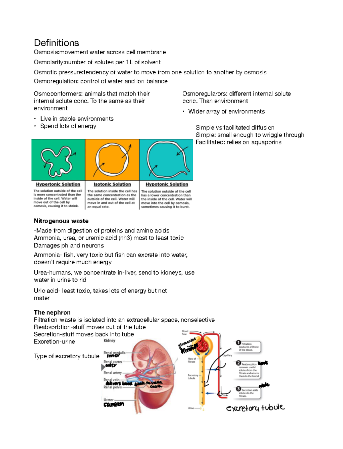 Osmoregulation And Kidney - Fitration Henle Tubule Excretion Osmosis ...