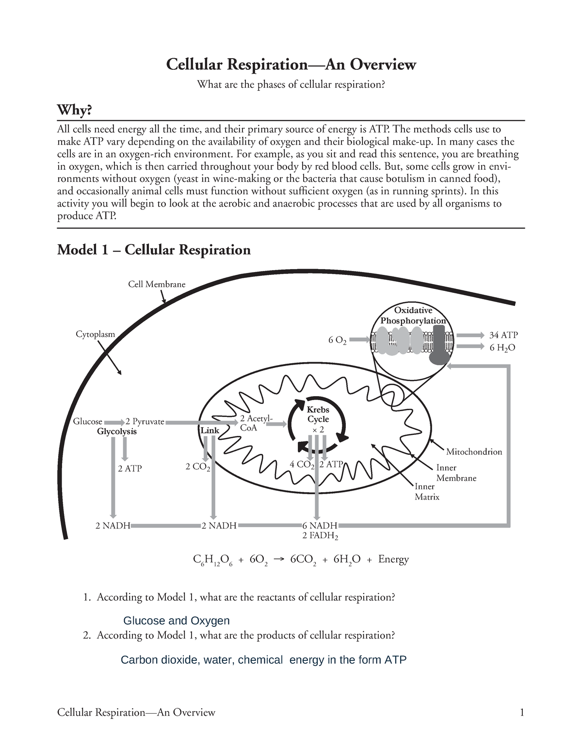 8 Cellular Respiration-An Overview-S - Cellular Respiration—An Overview ...