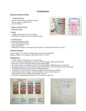 Growth and Development of Teeth (Odontogenesis) - and mand jaws - give ...
