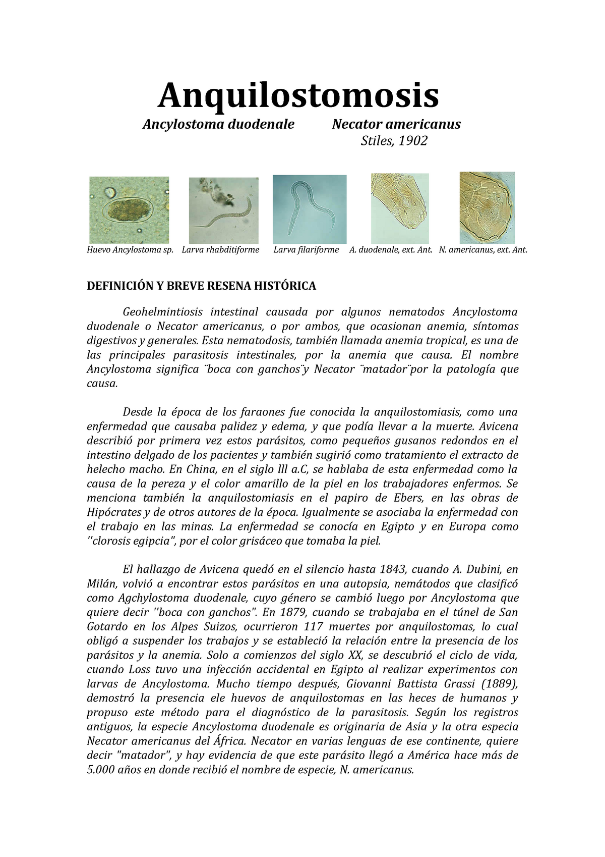 huevo de ancylostoma duodenale