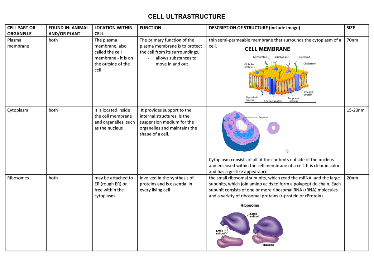 Cell Organelle Table worksheet.docx - CELL ULTRASTRUCTURE CELL With Regard To Cells And Their Organelles Worksheet
