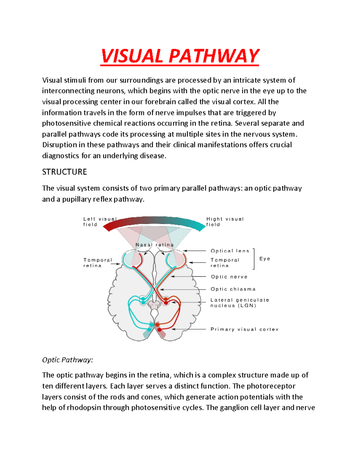 Visual Pathway - VISUAL PATHWAY Visual Stimuli From Our Surroundings ...