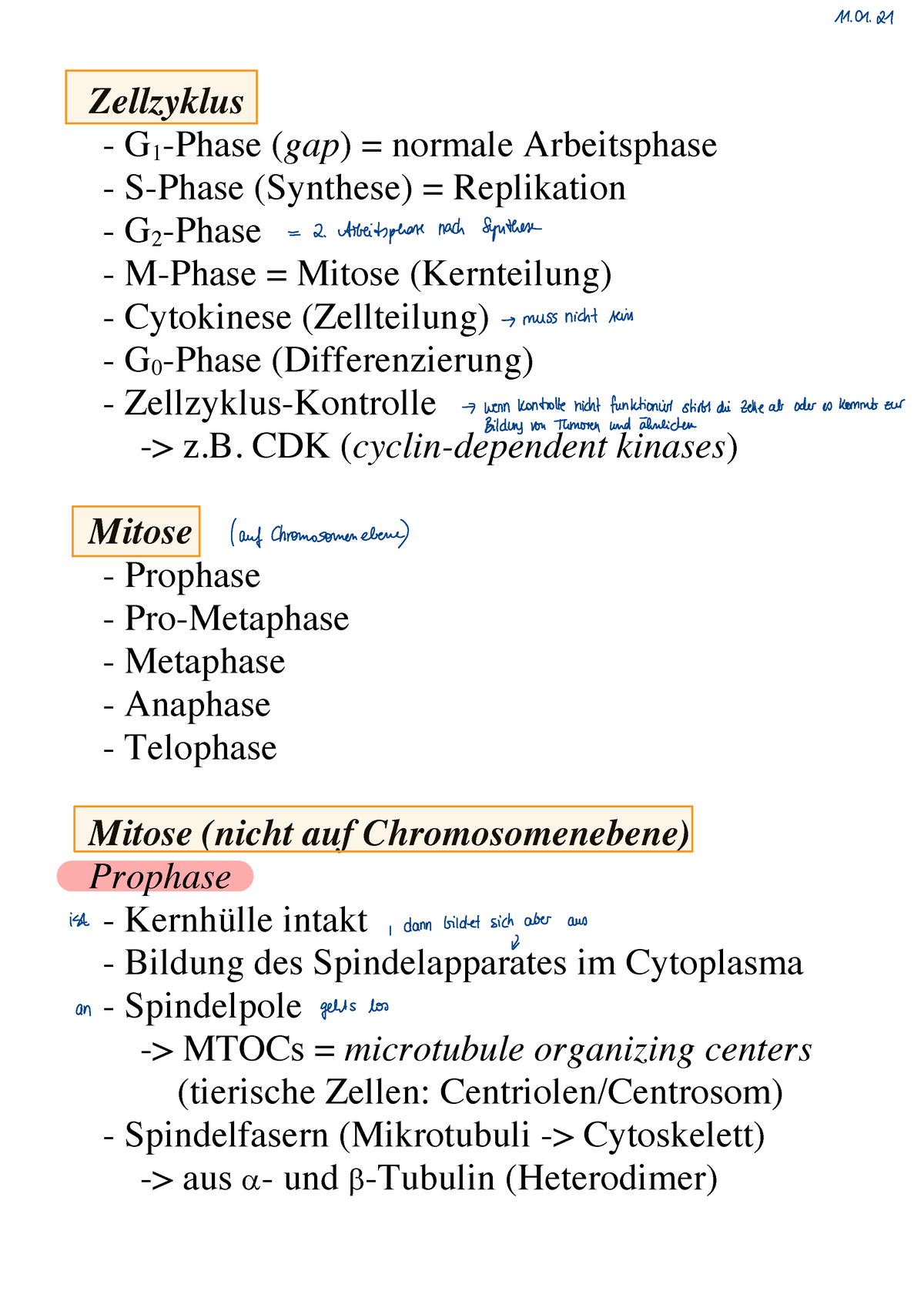 Kernhülle in der Mitose