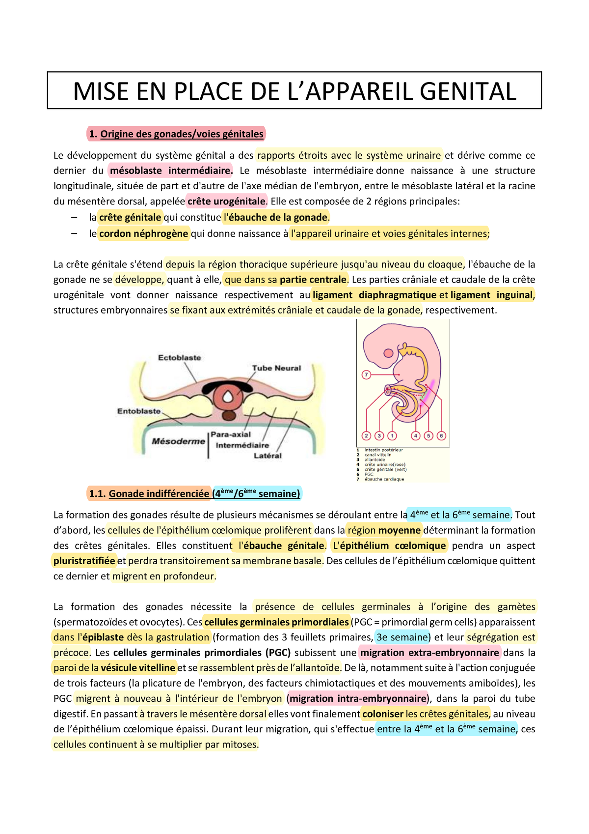 Mise En Place De Lappareil Génital Mise En Place De Lappareil Genital Origine Des Gonades 7716