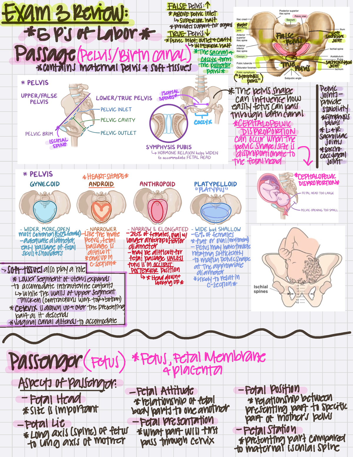 5 P's (exam 3) - 5 P's of pregnancy - 3120C - Studocu