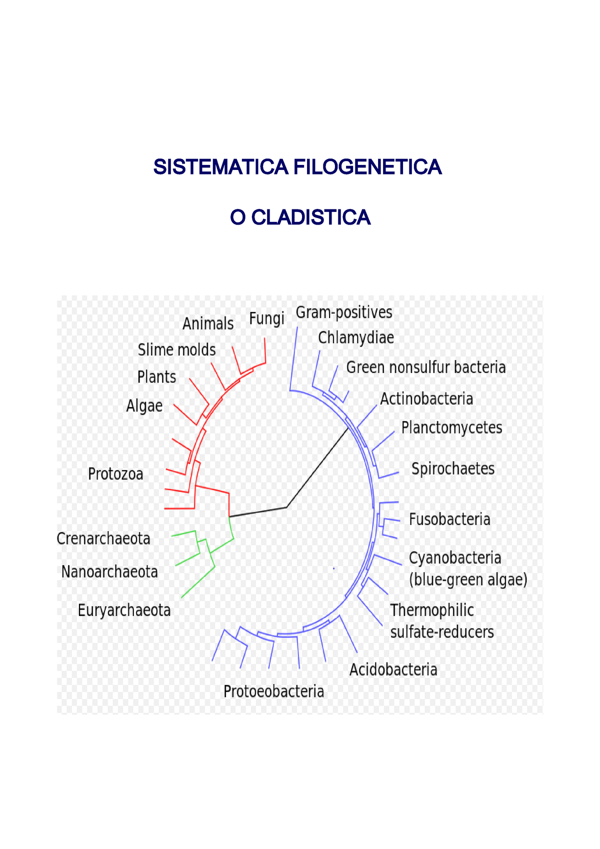 Evoluzione E Filogenesi- Cladistica - SISTEMATICA FILOGENETICA O ...