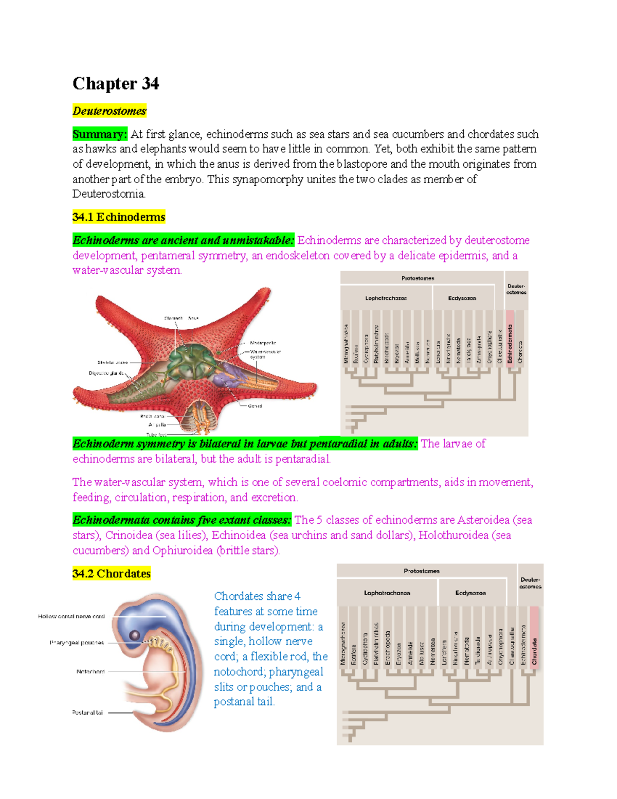 Bio Chapter 34 Notes - Biology - Chapter 34 Deuterostomes Summary: At ...