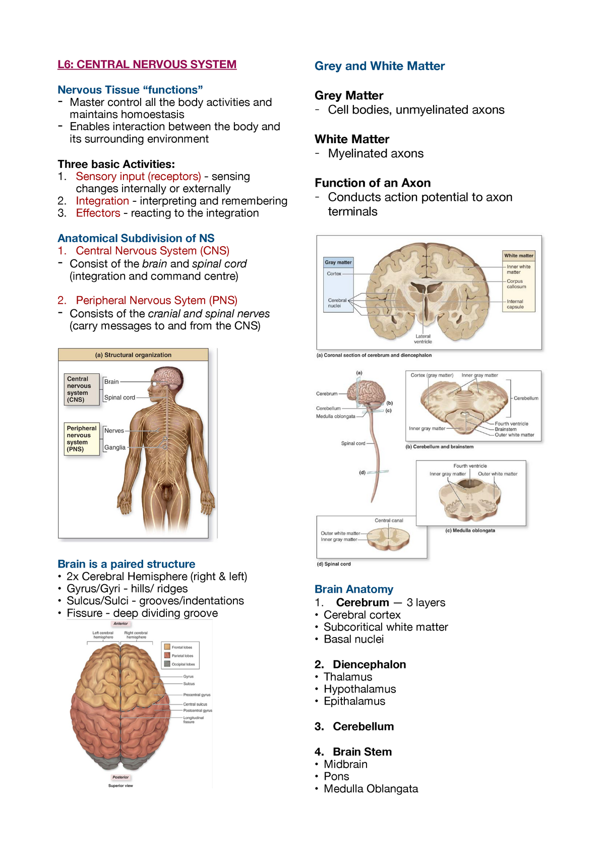 Lecture 6 - It is all about the Nervous System - L6: CENTRAL NERVOUS ...