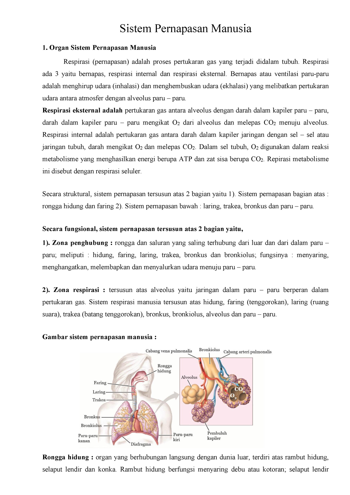 Sistem Pernapasan Manusia - Sistem Pernapasan Manusia Organ Sistem ...