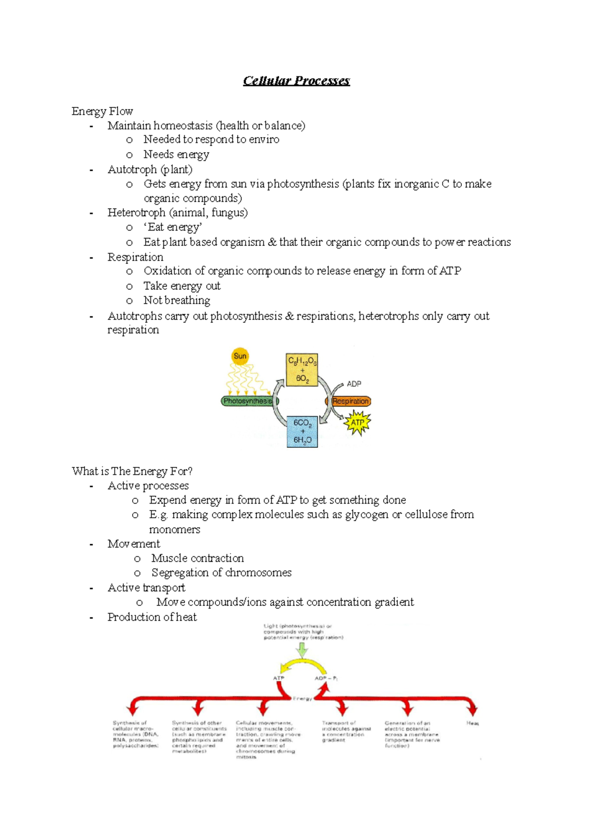 Cellular Processes - Cellular Processes Energy Flow - Maintain ...