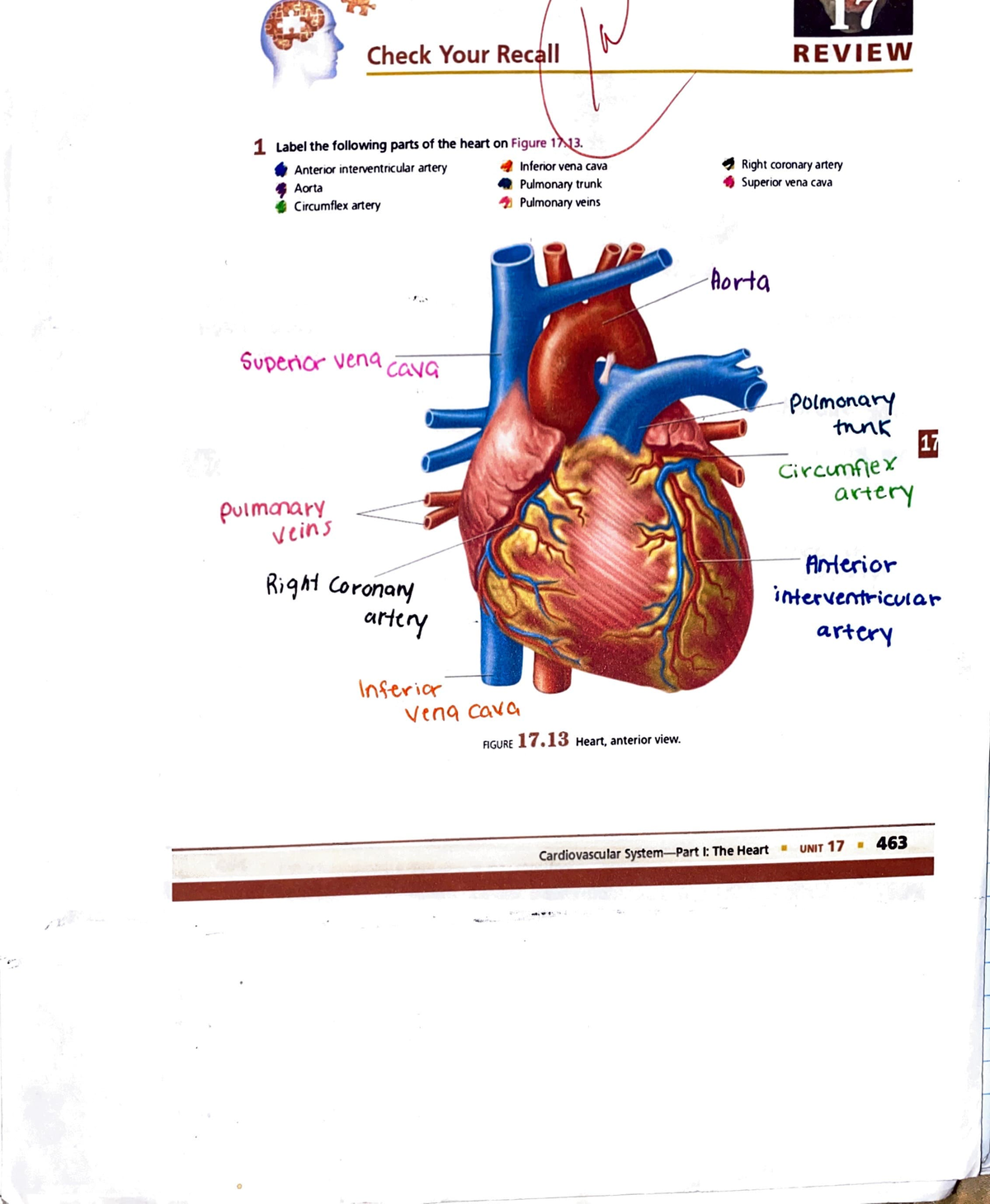 Cardiovascular Lab Report - The Heart - 0 ) ~ "" - .J Check Your Rec II ...